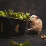Hamster Dance